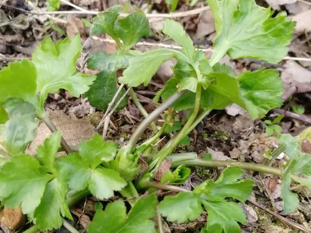 农村100种野菜图片，农村100种常见野菜（让你轻松认识各种野菜和吃法）