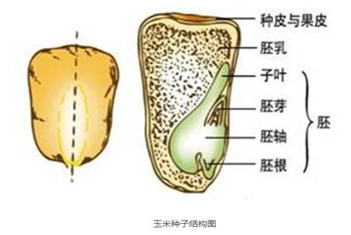 玉米为什么常做饲料，经常被用作鸡饲料的玉米