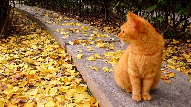 养猫的人容易得什么病，养猫容易得什么病（网友：我得了好几种病）