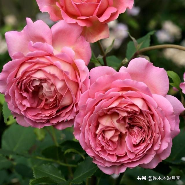 草莓杏仁饼月季，花期长耐晒勤花多头月季推荐（让人口水直流的两款月季）