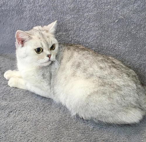 美短虎斑加白小时候，宠物知识银色标斑