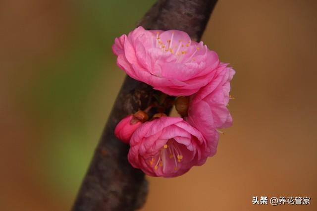 干枝梅与梅花的区别，盘点梅花和蜡梅的五大区别