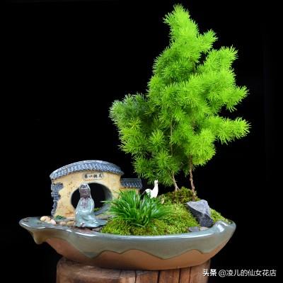 办公室适合养的五大类风水植物，办公室植物放上这几种盆栽