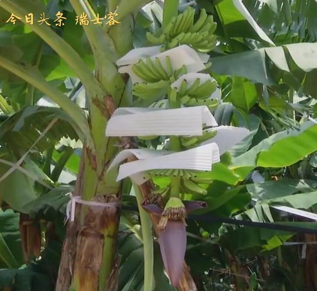 香蕉的种植方法简单，教你如何成为种植香蕉的老司机