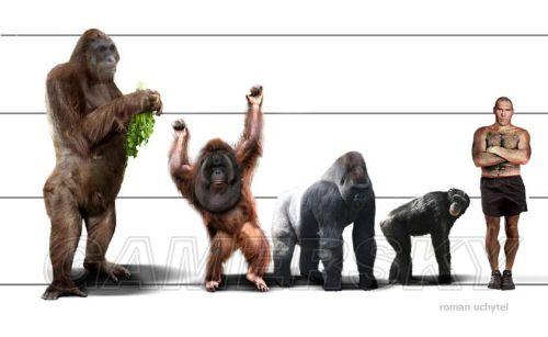 巨猿的体型对比，史前巨兽身高达3米