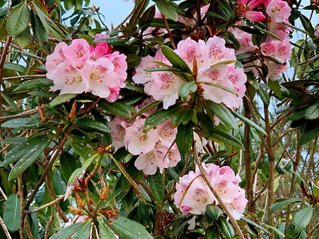 最漂亮的雪山杜鹃花海，龙陵勐蚌野杜鹃悄然盛开