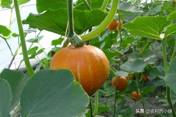 种植南瓜的步骤有哪些，南瓜种植时间和方法