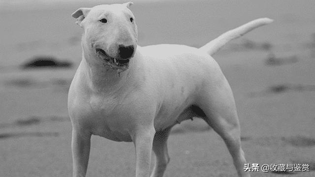 世界上最凶猛的犬，世界最凶猛十大犬种