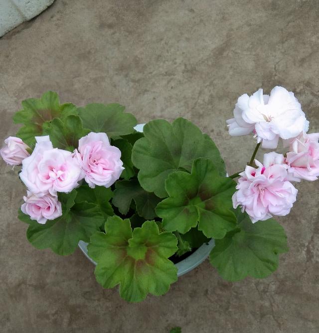 冬天开花的天竺葵如何养护，养好天竺葵做好这