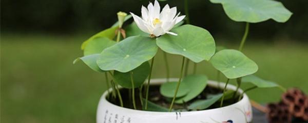 如何种植荷花，秋天还有大收获