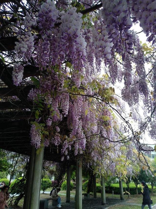 适合庭院养的紫藤花，阳台、院子就种一棵紫藤