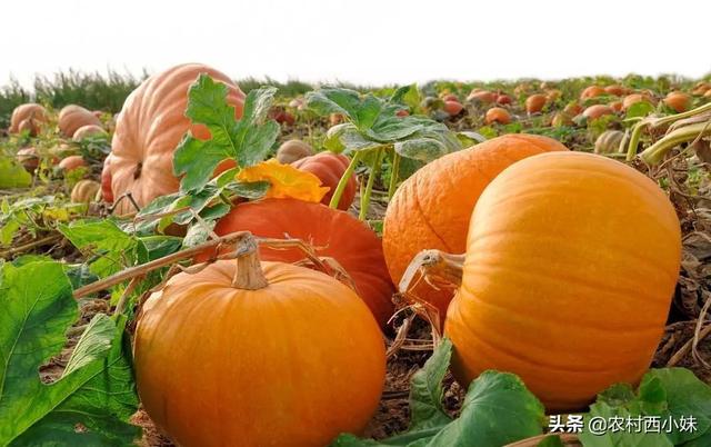 种植南瓜的步骤有哪些，南瓜种植时间和方法