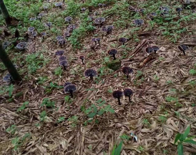 灵芝的种植技术和养殖方法，如何种盆栽灵芝