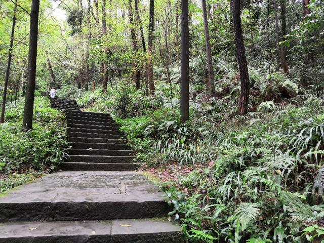 歌乐山森林公园，重庆旅游必去景点（歌乐山国家森林公园）