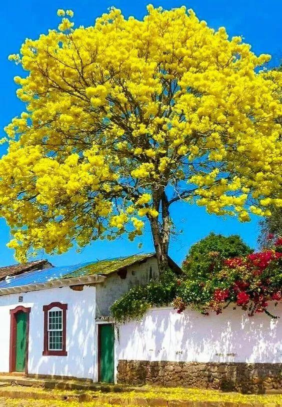 老树长新芽枯木又开花，枯木逢春老树开花