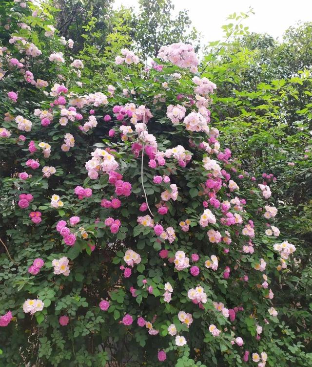 庭院中种什么爬藤花，院子里如果想搭设花廊架