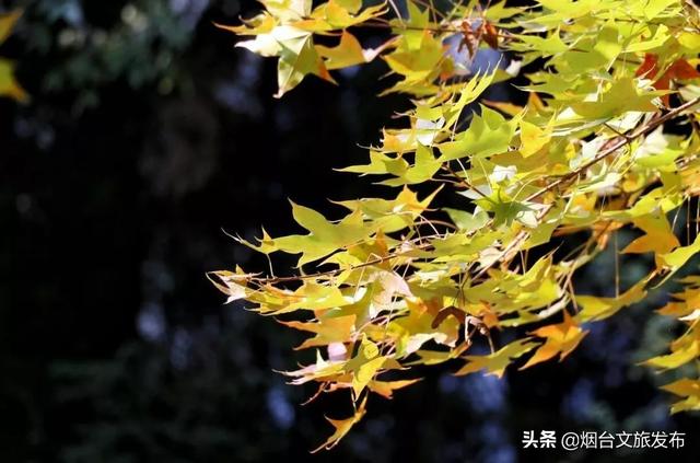 青岛深秋的一抹暖色，美秋的一抹风景独好