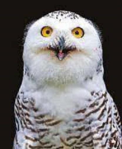 屈贾谊于长沙出自哪里，真的说的是贾谊屈死于长沙吗