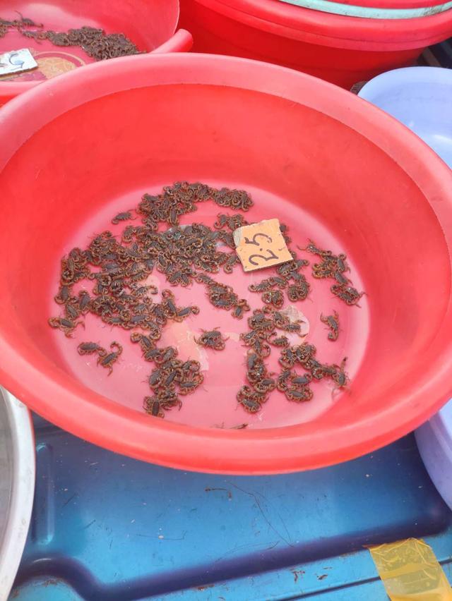 青岛有几个小吃夜市，青岛夜市上这两样重口味东西