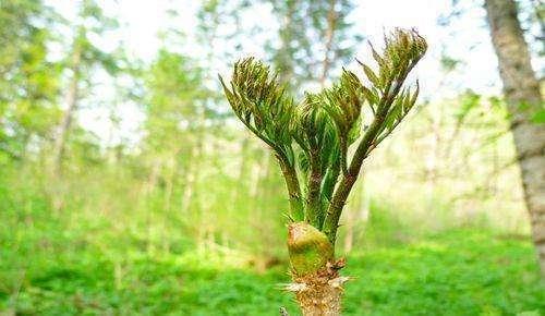 最好吃的4种野菜，9种常见野菜的好处与吃法