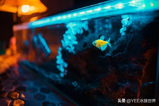 自制水循环鱼缸用，自制鱼缸水循环原理（巧用物理原理做鱼缸）