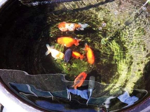 观赏鱼多久喂一次食，观赏鱼要多久喂一次