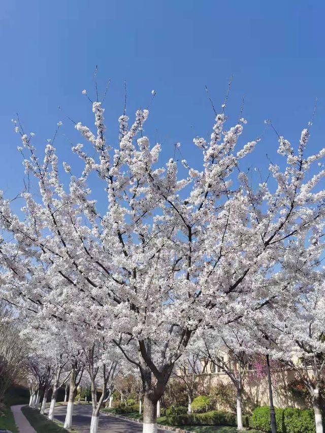 清明适合赏花的地方，纷纷春雨过后是最美人间四月天