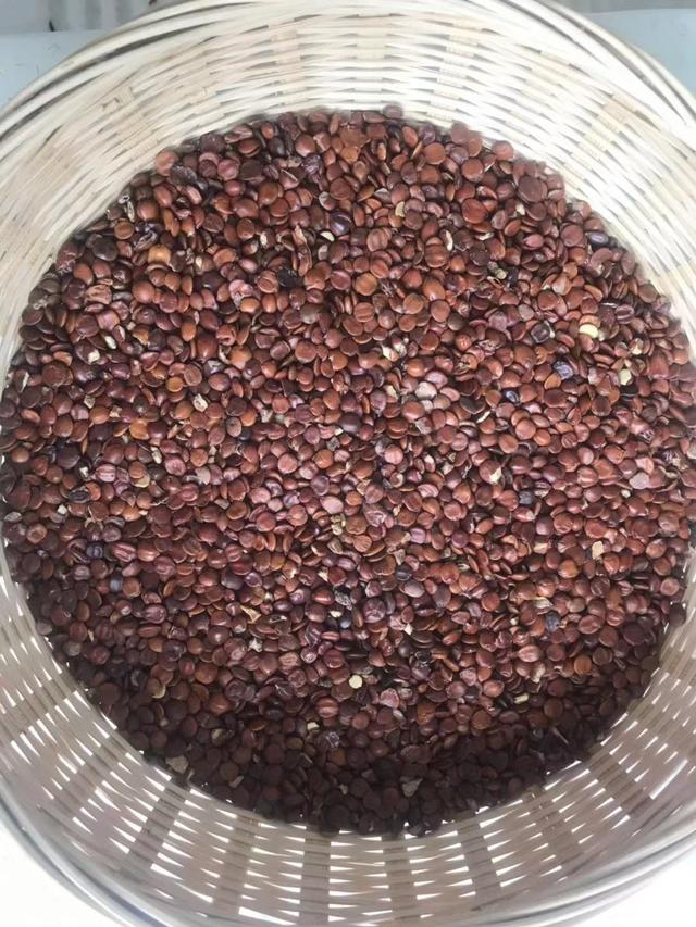 助睡眠的山枣，这种野枣味道酸甜可口