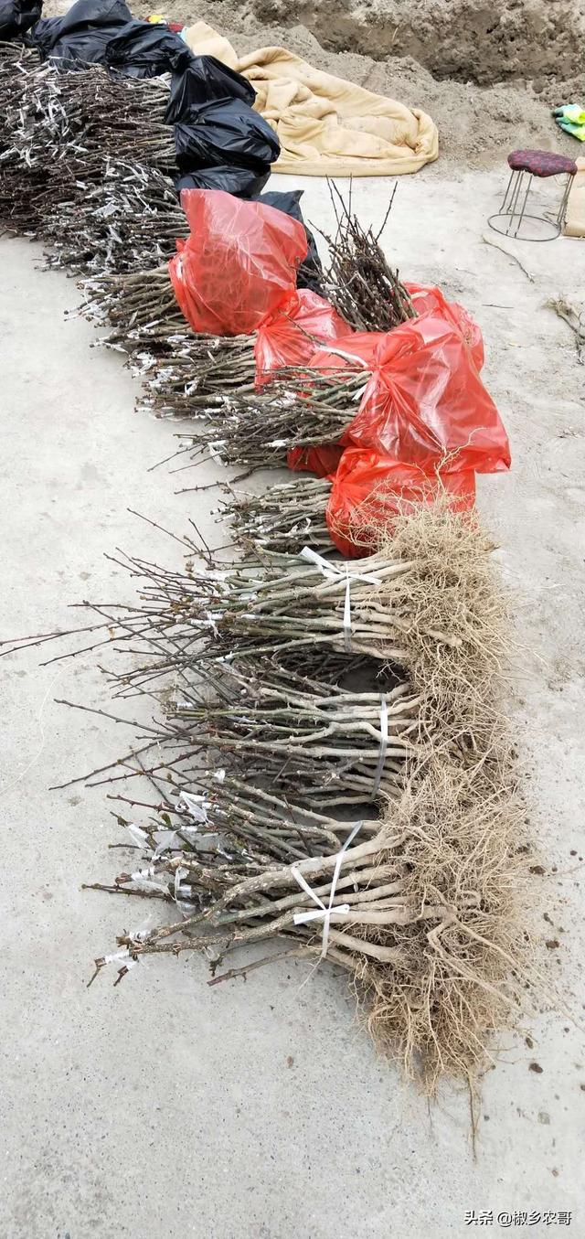 花椒的种类太多了哪一种花椒最好，常用的花椒有哪些种类