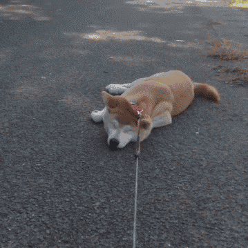 狗狗最害怕哪些东西，狗狗最害怕的7件事