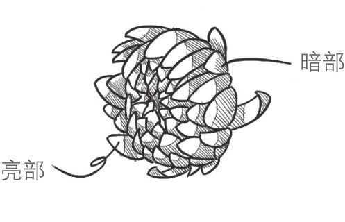 菊花的初学画法，适合零基础学习的菊花三种画法教程