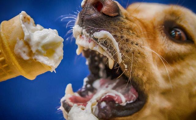 狗狗能吃葡萄干吗，狗狗不能吃的27种食物（狗狗天天吃这六种食物）