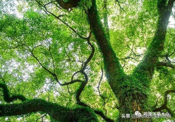 适合地热的实木地板板材，极地阳光带你探索深山选择发热地板的好木材