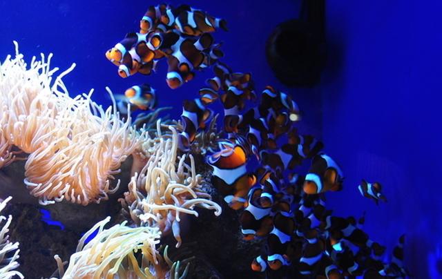 带你认识小丑鱼，小丑鱼是可爱的吗