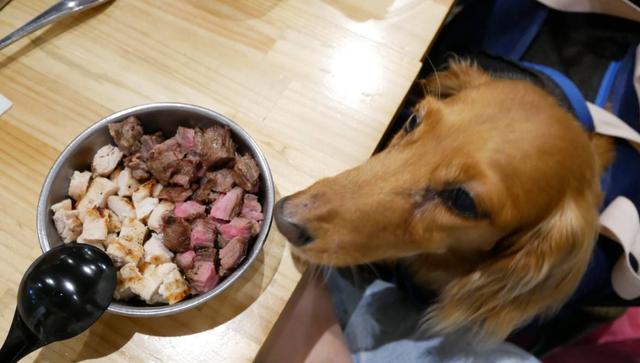 小狗吃了巧克力多久会有反应，小狗吃巧克力不是闹着玩