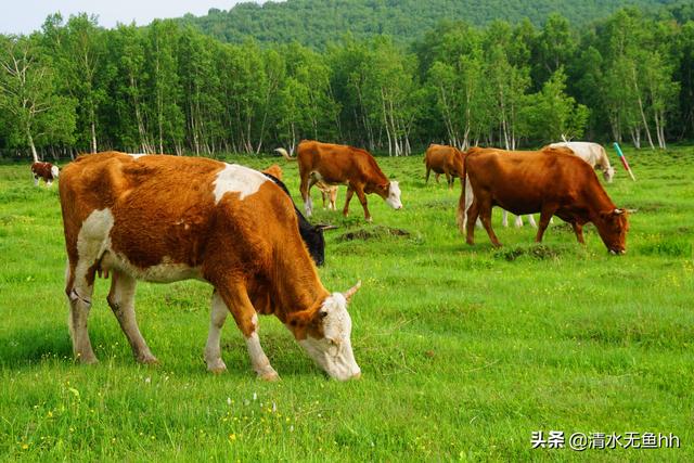 京北第一天路草原最佳游览，你在千松坝御风自驾