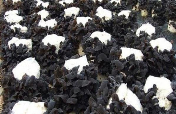 十种木耳种植方法，附塑料袋地栽技术