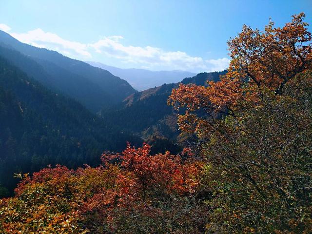 人间仙境满山红叶，原来是峨眉山的树叶红了……