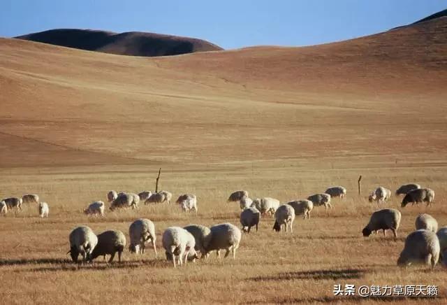 向草原奔跑揭秘蒙古族游牧文化，现已逐渐消失的走牧制度“敖特尔”