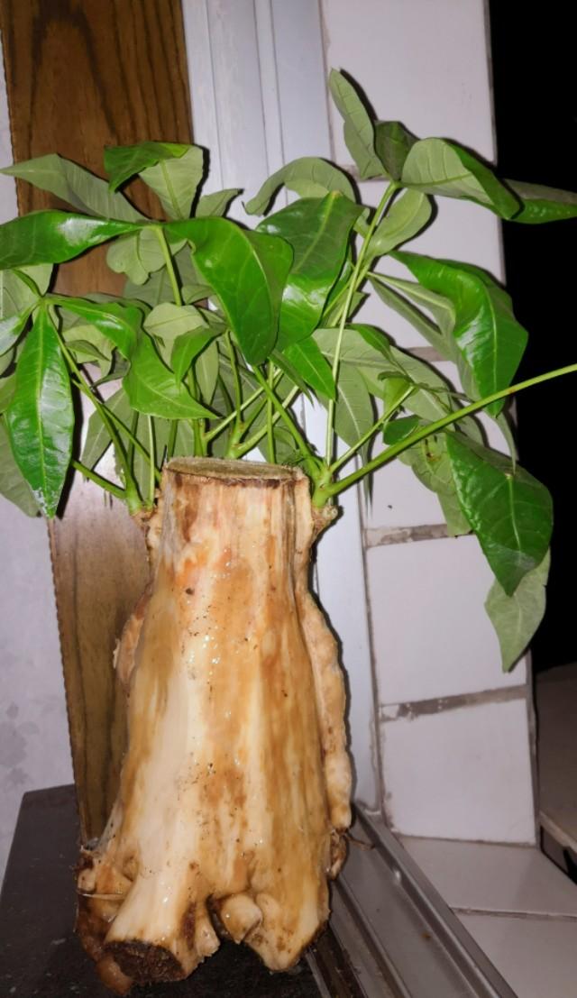 发财树烂根还能活吗，分清这2种情况，它还能救活