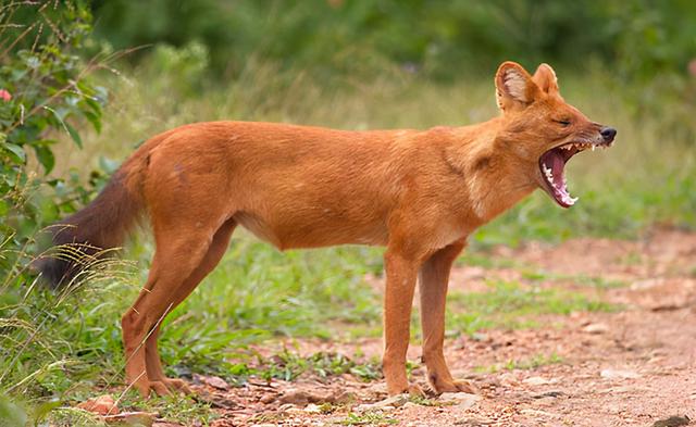 国家重点保护野生动物名录分几级，国家重点保护野生动物名录公布