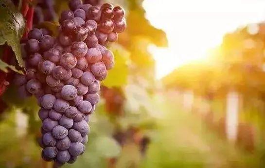 品丽珠口感特点，品丽珠CabernetFranc