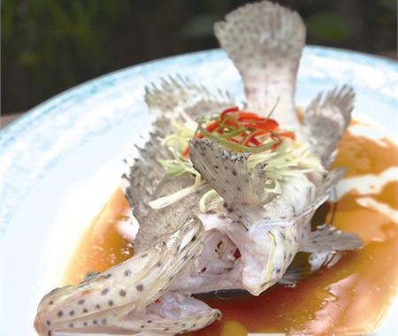 鱼中贵族石斑鱼，野生的顶级石斑鱼