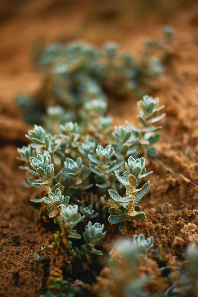 白居易的卖炭翁原文的所有拼音，白居易的卖炭翁