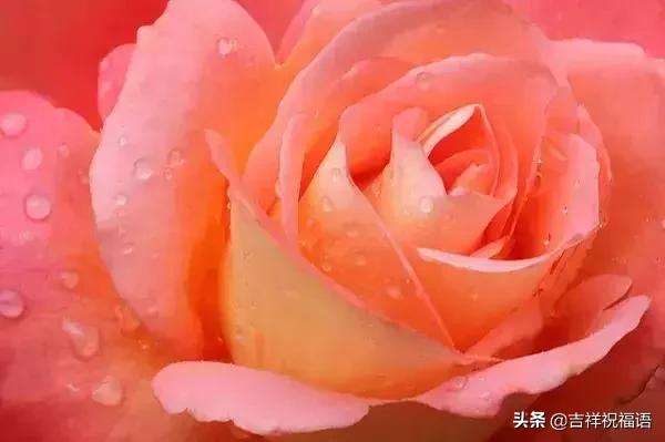 情人节礼物送什么明天情人节，送你999滴水玫瑰，太太太太美了，祝你美满幸福