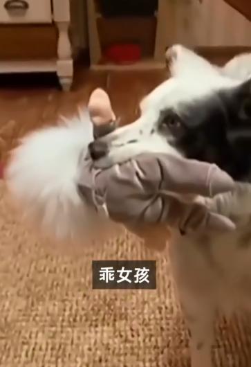 狗智商排名一览表边牧，智力排行第一的边牧、德牧