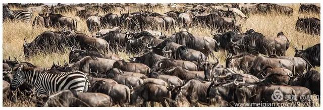 东非动物大迁徙，东非动物大迁徙的路线图（“生命的长征”东非野生动物大迁徙）