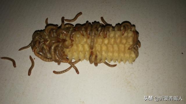黄粉虫养殖技术，养黄粉虫的正确方法是什么（给观赏鱼投喂黄粉虫有何注意事项）