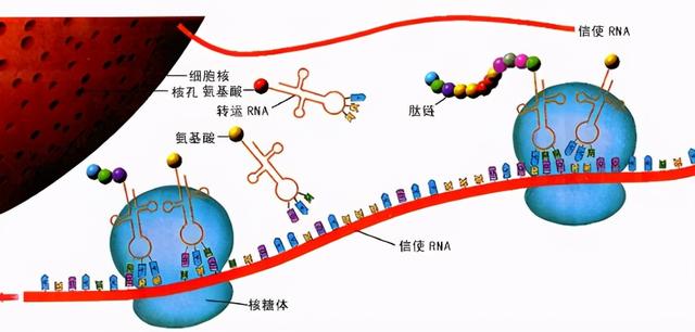 rna由什么组成，什么是RNA