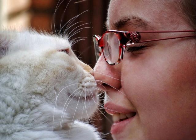 猫咪尴尬期是什么意思，原来猫咪鼻吻代表这些意思